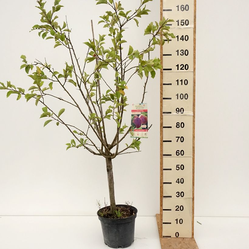 Spécimen de Prunier Monsieur Hâtif Pot de 7,5L/10L, Gobelet tel que livré en été