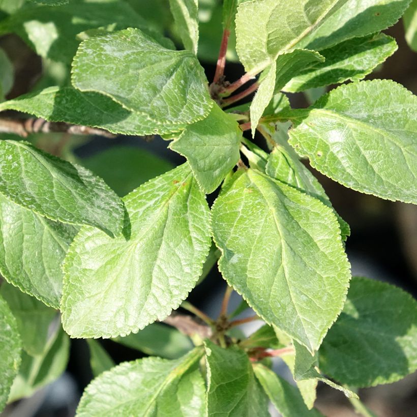 Prunier nain Goldust (Foliage)