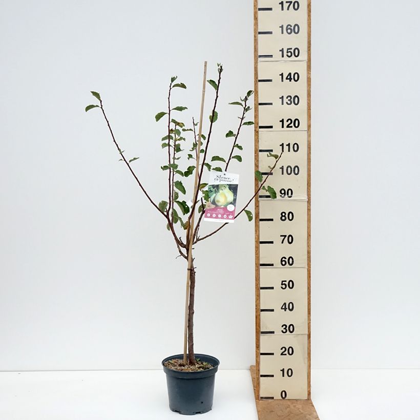 Spécimen de Prunier nain Goldust Pot de 6L/7L, 1/4 de tige, Tige de 40 cm tel que livré en automne