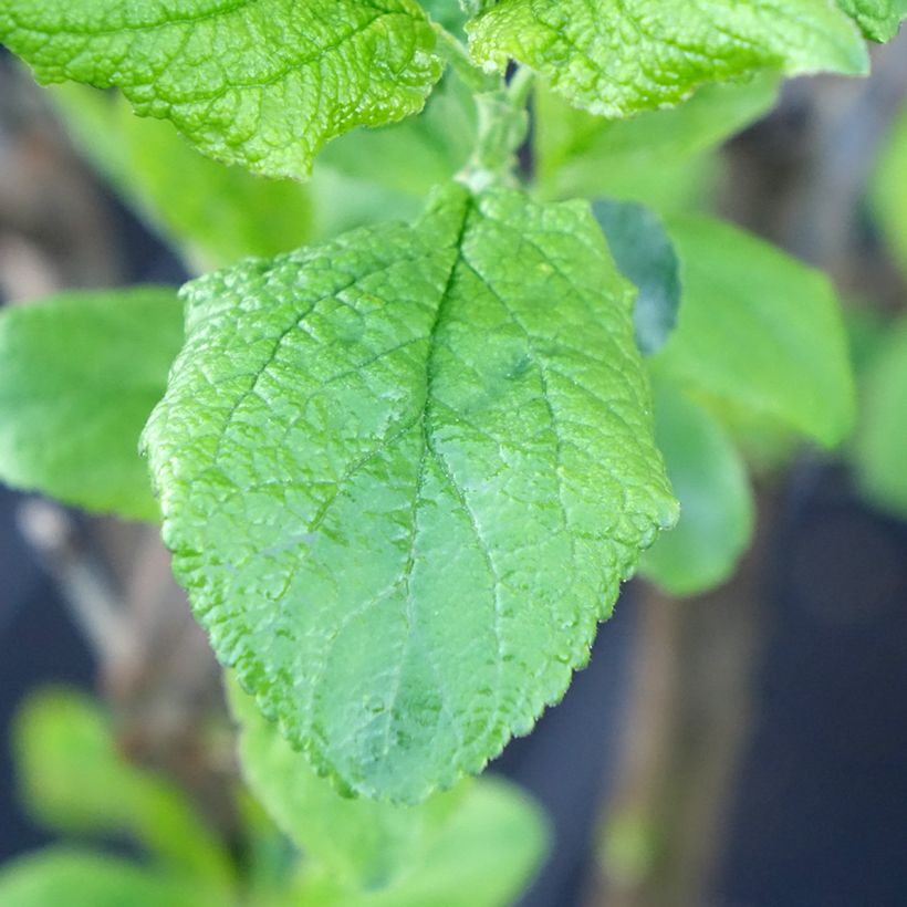 Prunier nain Hanna (Foliage)