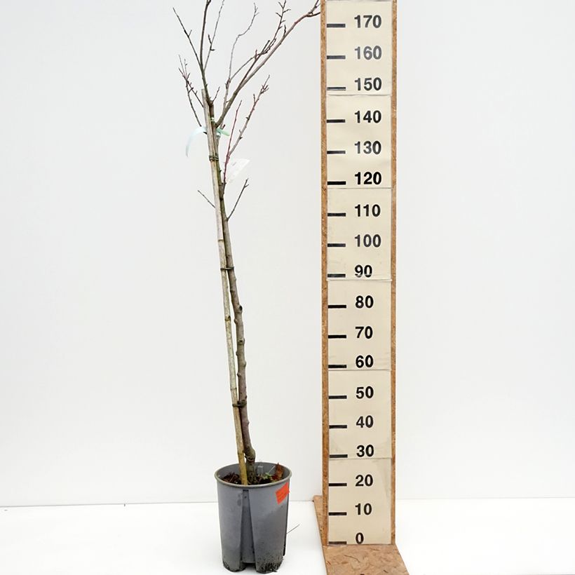 Spécimen de Prunier Président Pot de 7,5L/10L, Demi-Tige tel que livré en automne