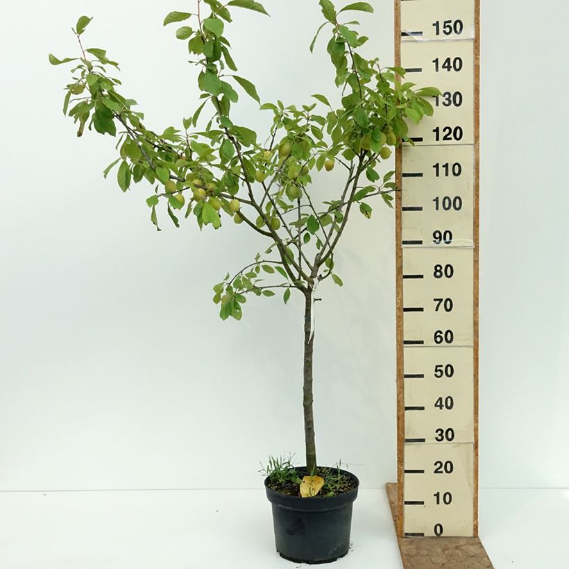 Spécimen de Prunier Prune d'Ente - Pruneau d'Agen  Pot de 7,5L/10L, Gobelet tel que livré en été