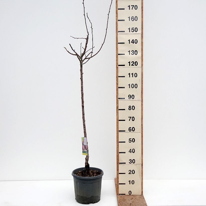 Example of Prunier Prune d'Ente - Pruneau d'Agen  Pot de 7,5L/10L, Gobelet as you get in hiver