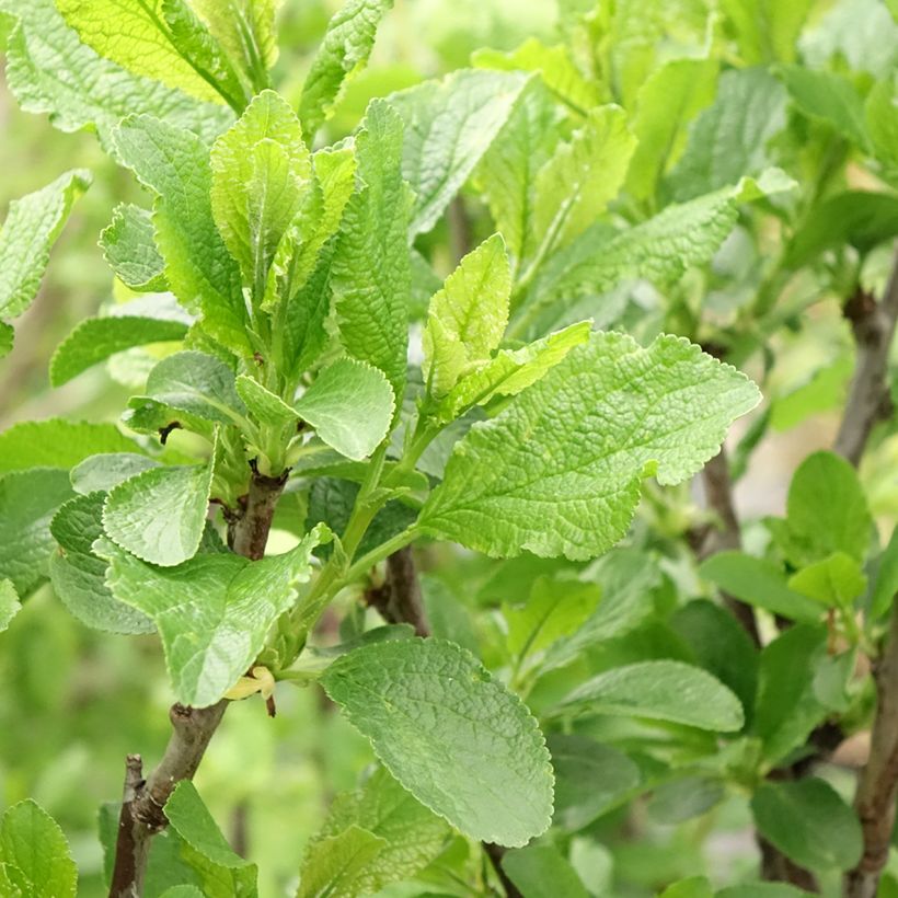 Prunier Queen Victoria (Feuillage)