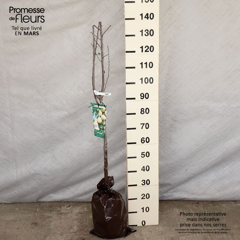 Example of Prunier Quetsche Blanche de Létricourt Motte "Prêt-à-planter", Demi-Tige as you get in printemps