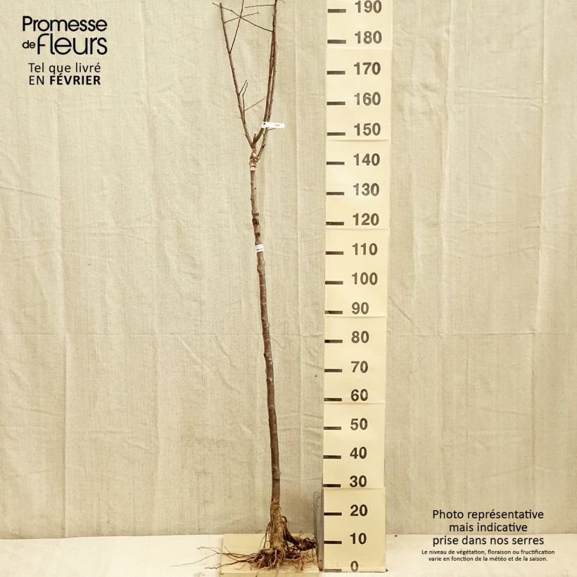 Example of Prunier Quetsche Blanche de Létricourt Racines nues, Demi-Tige as you get in hiver