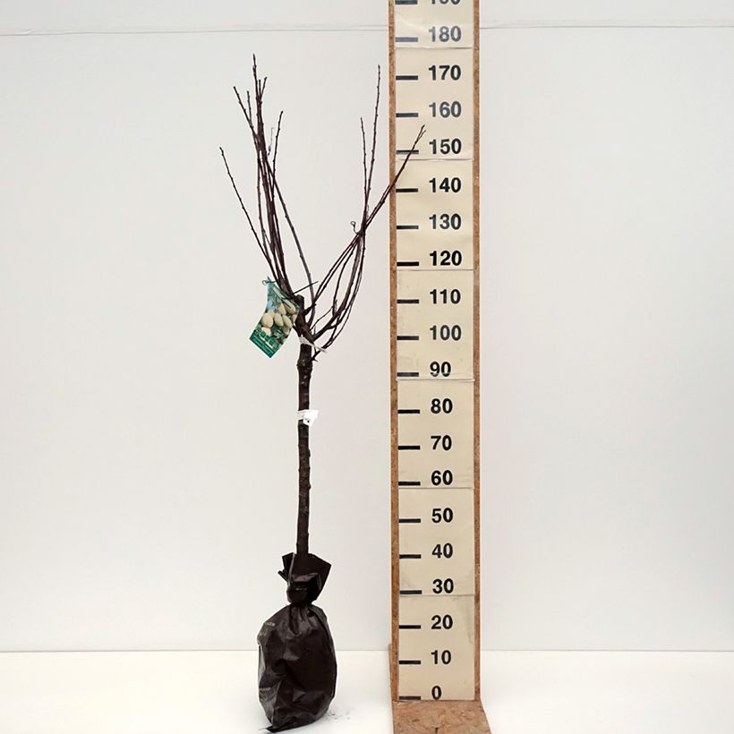 Spécimen de Prunier Quetsche Blanche de Létricourt Motte "Prêt-à-planter", Gobelet tel que livré en automne