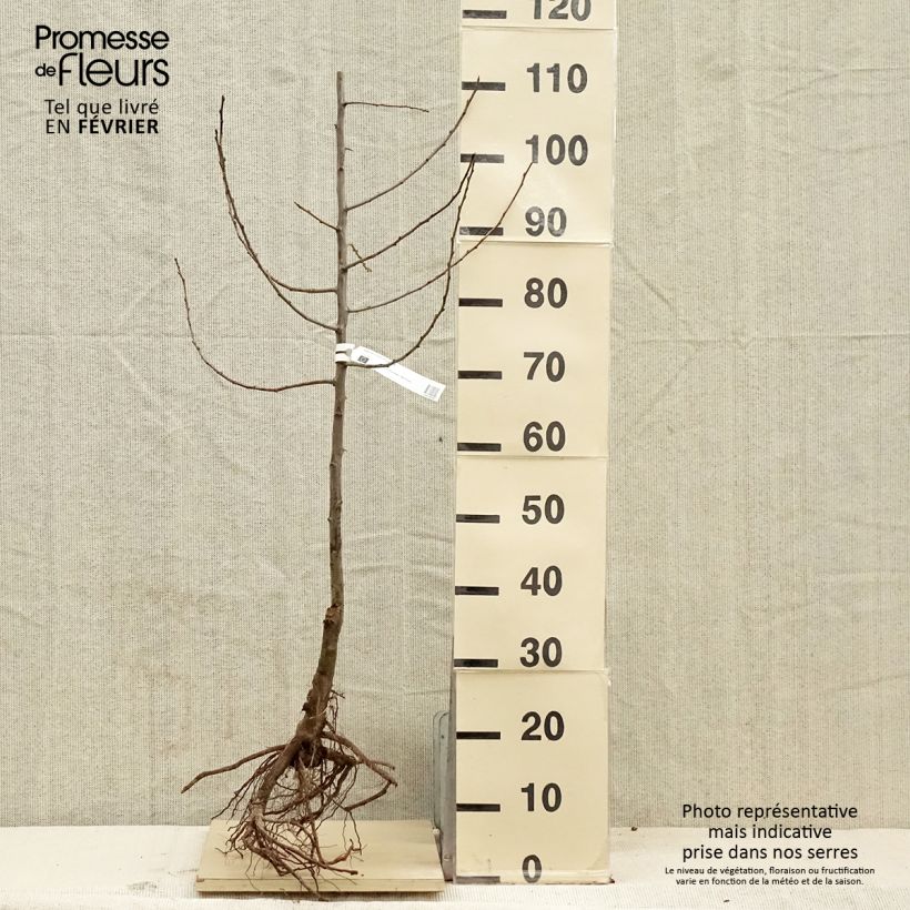 Spécimen de Prunier Quetsche d'Alsace Bio Racines nues, Scion tel que livré en hiver