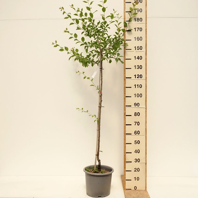 Spécimen de Prunier Quetsche d'Alsace Pot de 7,5L/10L, Demi-Tige tel que livré au printemps