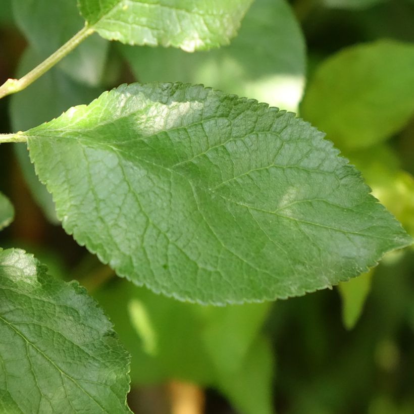 Prunier Quetsche Stanley (Foliage)