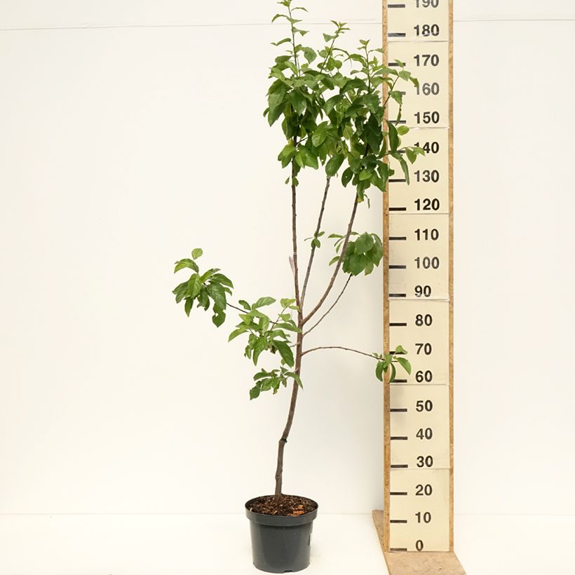 Example of Prunier Reine Claude d'Oullins  Pot de 7,5L/10L, Gobelet as you get in printemps