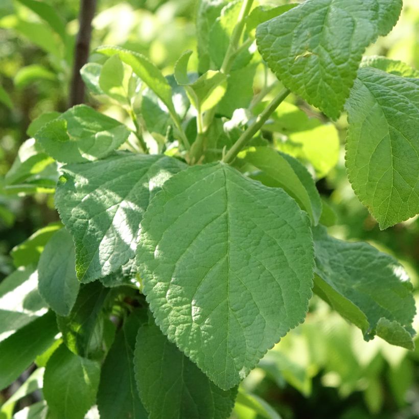 Prunier Reine Claude de Bavay (Foliage)