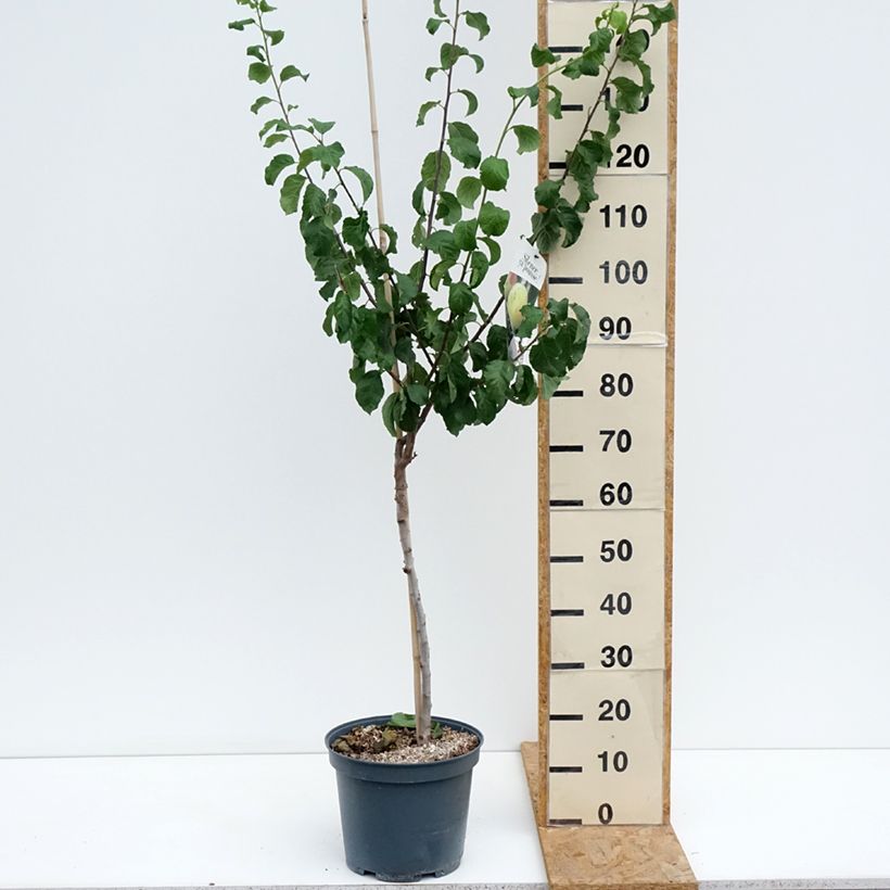 Spécimen de Prunier Reine Claude de Bavay Pot de 7,5L/10L, Gobelet tel que livré en été