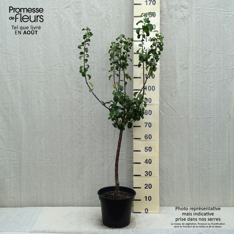 Spécimen de Prunier Reine Claude De Juillet Pot de 7,5L/10L, Gobelet tel que livré en été