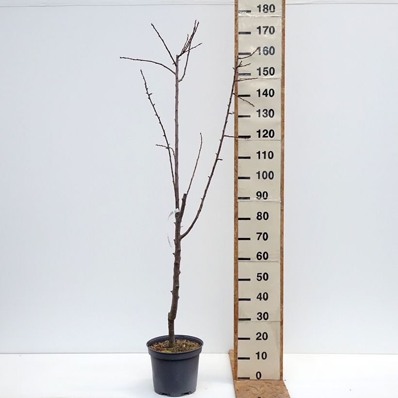 Spécimen de Prunier Reine Claude De Juillet Pot de 7,5L/10L, Gobelet tel que livré en automne