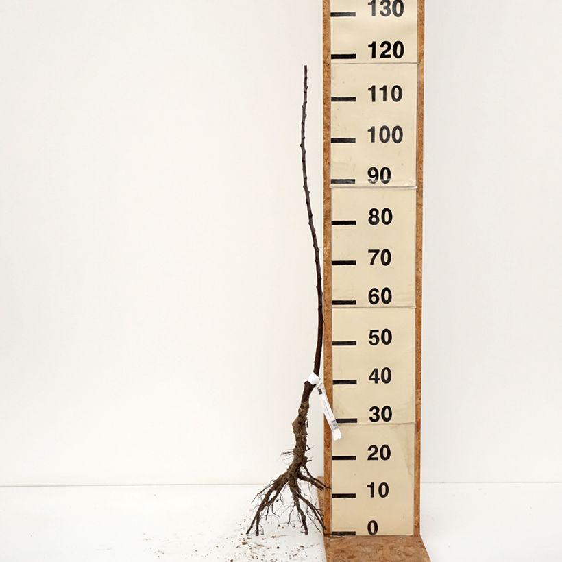 Spécimen de Prunier Reine Claude Diaphane Bio Racines nues, Scion tel que livré en hiver