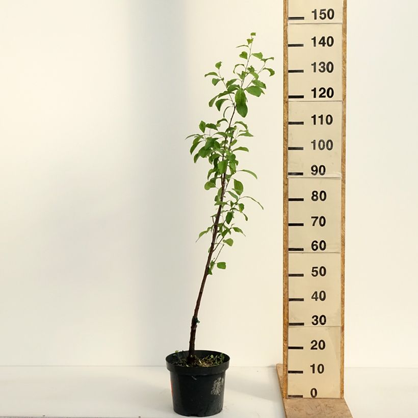 Spécimen de Prunier Reine Claude violette (d'Althan) Pot de 7,5L/10L, Scion tel que livré au printemps