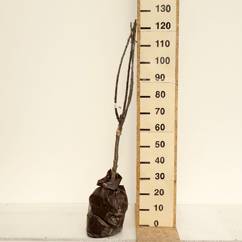 Example of Prunier Reinegold Motte "Prêt-à-planter", 1/4 de tige as you get in printemps