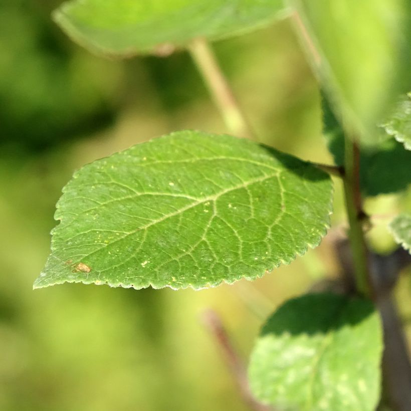 Prunier Reinegold (Foliage)