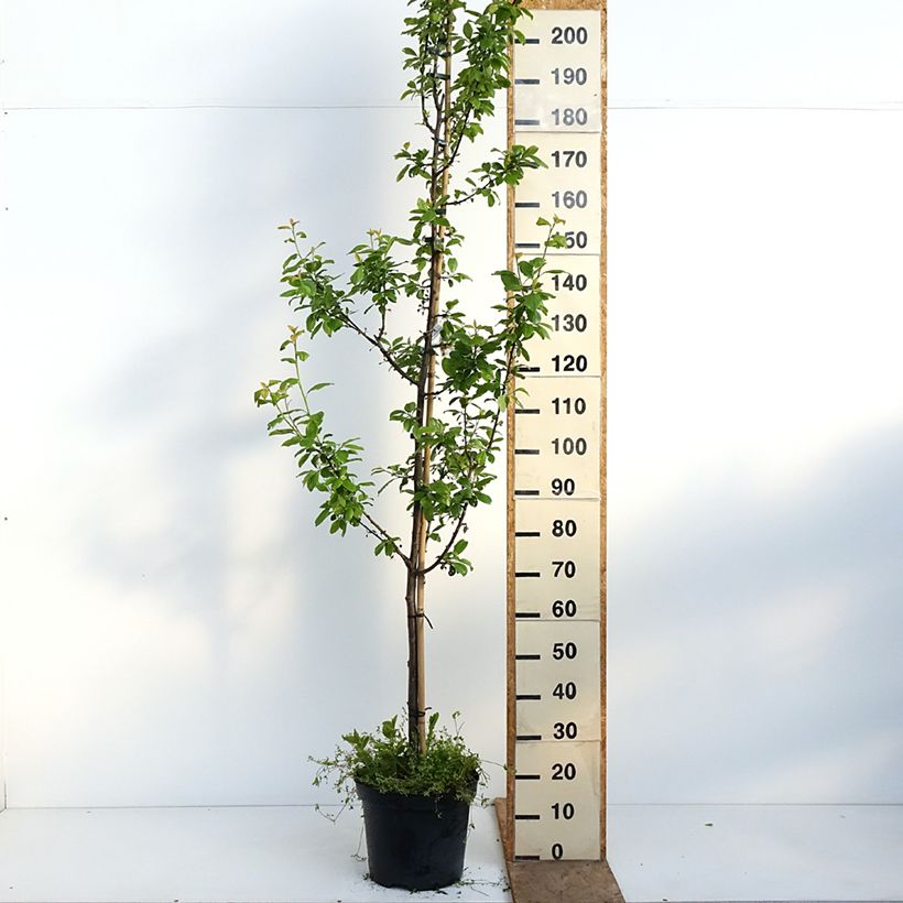 Spécimen de Prunier Węgierka Dąbrowicka - Prunus domestica Pot de 7,5L/10L, Gobelet tel que livré au printemps