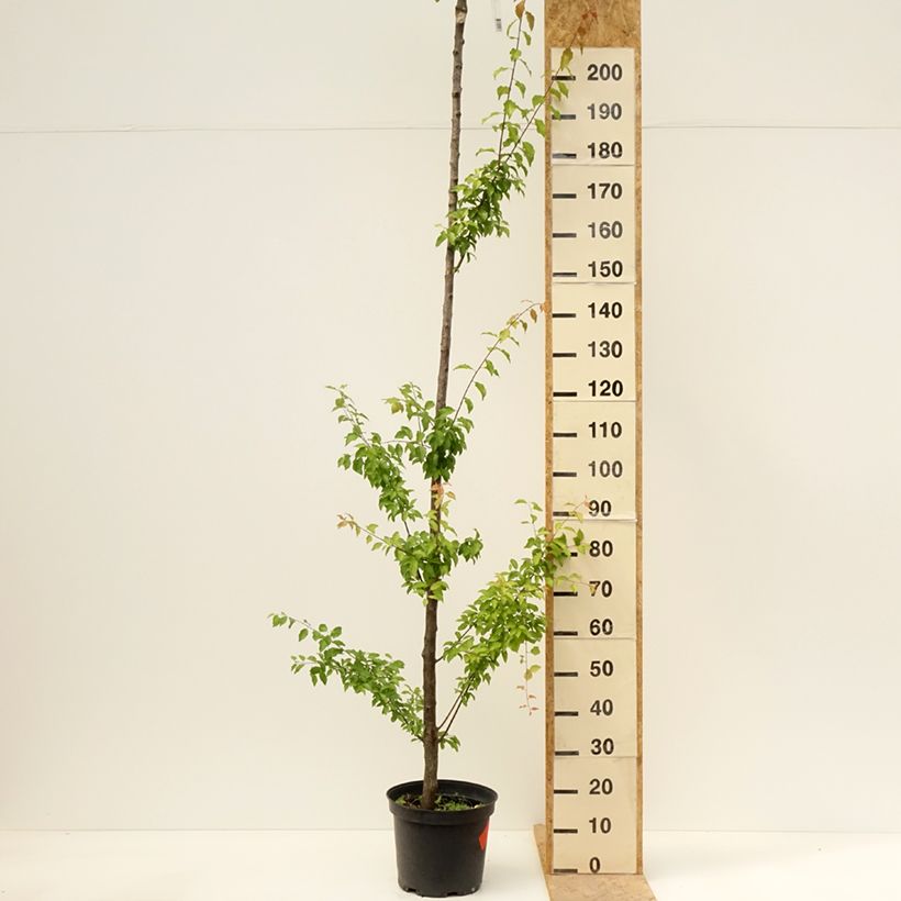 Example of Prunier Wignon Pot de 7,5L/10L, Haute-Tige as you get in printemps