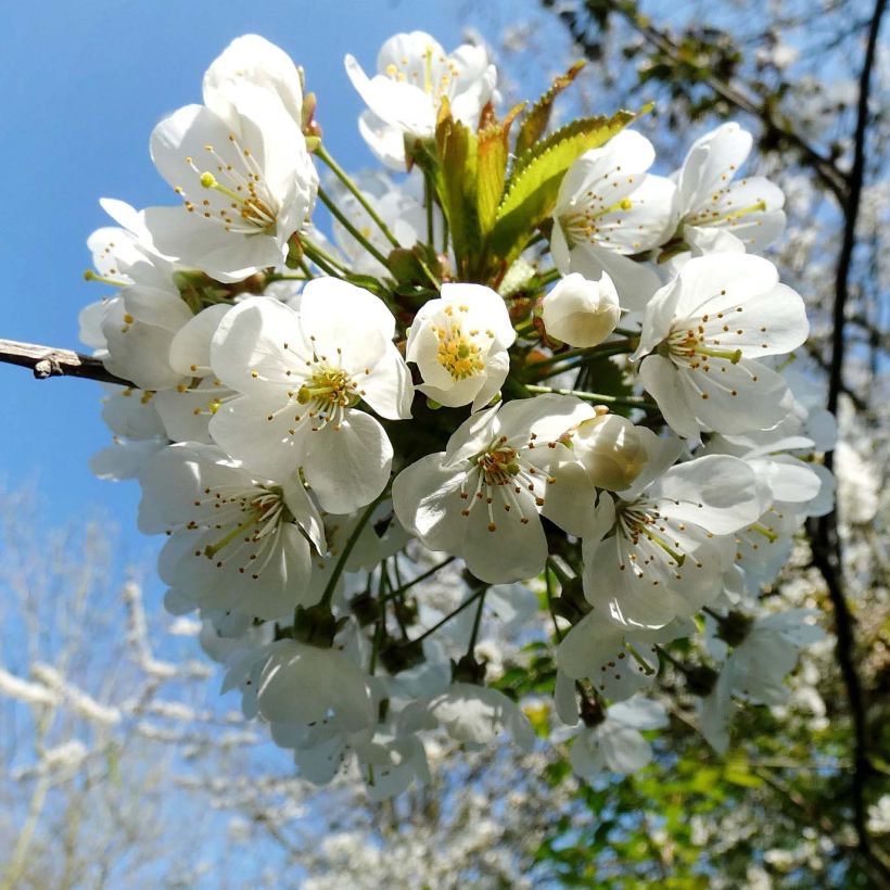 Merisier des oiseaux - Prunus avium (Flowering)
