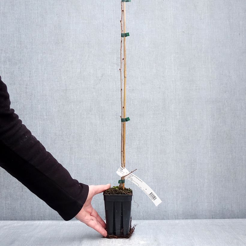 Example of Prunus First Blush - Cerisier à fleurs Pot de 1L/1,5L as you get in hiver