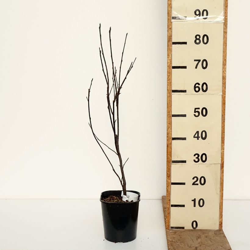 Example of Prunus padus Colorata - Cerisier à grappes Pot de 4L/5L as you get in hiver