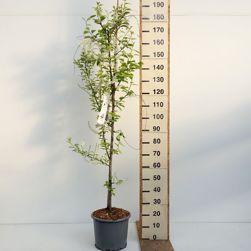 Spécimen de Prunus padus Le Thoureil - Cerisier à grappes  Pot de 12L/15L, Baliveau tel que livré au printemps