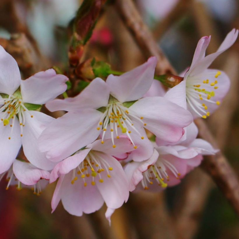Cerisier à fleurs - Prunus Pandora (Flowering)