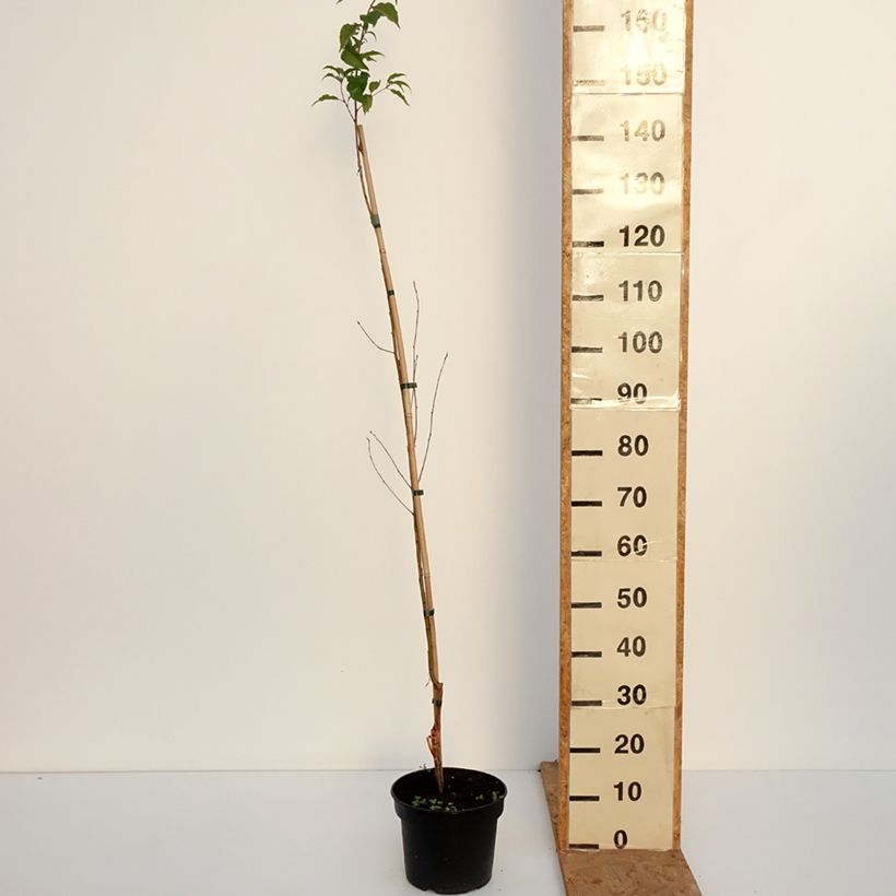 Spécimen de Prunus rufa - Cerisier de l'Himalaya Pot de 4L/5L tel que livré en automne