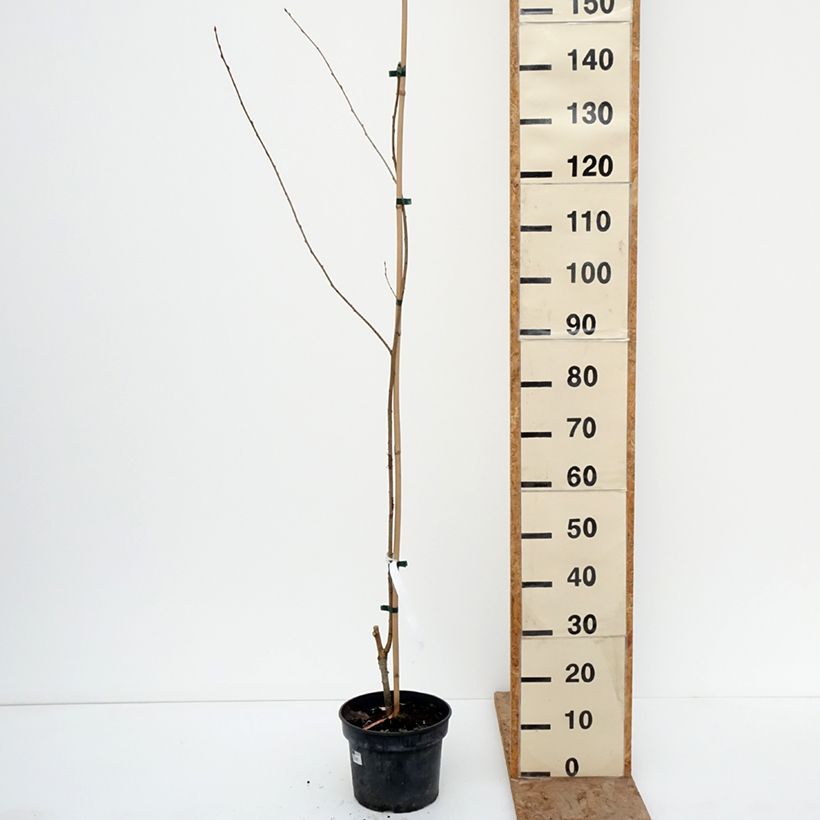 Example of Prunus rufa - Cerisier de l'Himalaya Pot de 4L/5L as you get in hiver