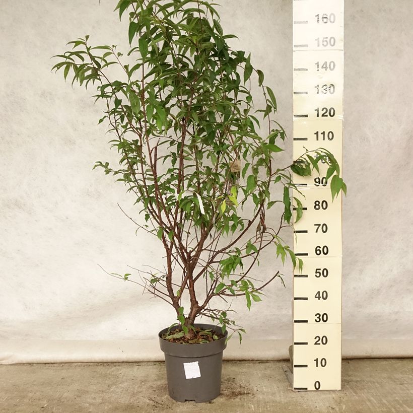 Spécimen de Prunus serrula - Cerisier du Tibet Pot de 12L/15L tel que livré en été