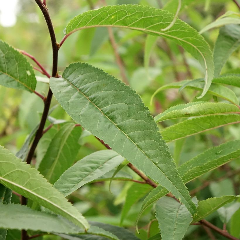 Prunus serrula - Cerisier du Tibet (Foliage)