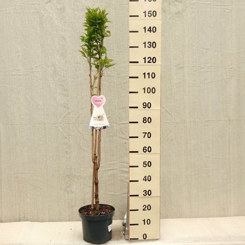 Example of Prunus serrulata Amanogawa Pot de 7,5L/10L as you get in printemps