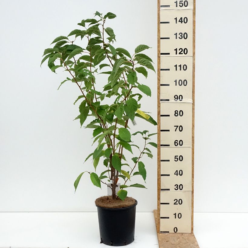 Spécimen de Prunus serrulata Amanogawa Pot de 7,5L/10L tel que livré en été