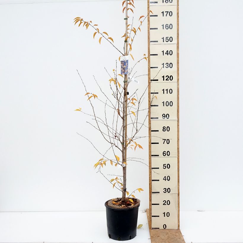 Spécimen de Prunus The Bride - Cerisier à fleurs  Pot de 12L/15L, Tige tel que livré en automne