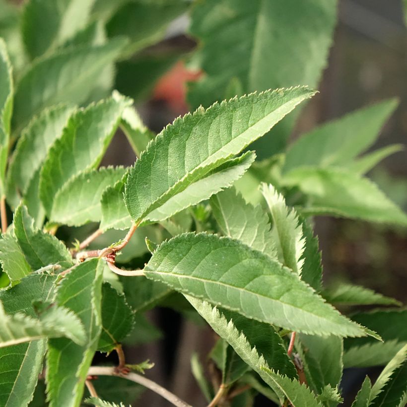 Prunus The Bride - Cerisier à fleurs  (Foliage)