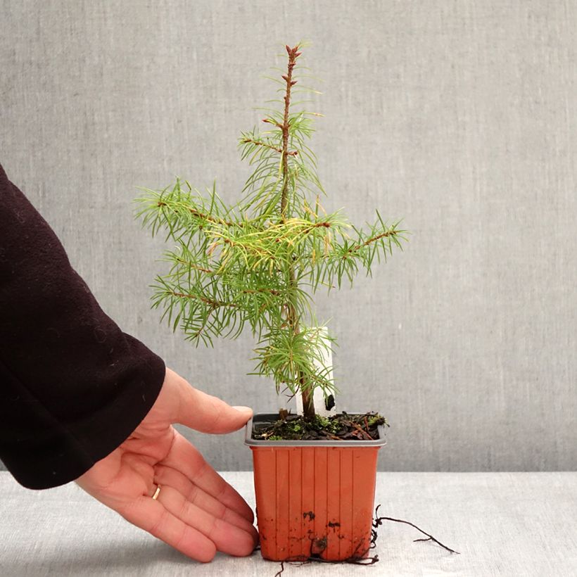 Example of Pseudotsuga menziesii (= P.douglasii) - Pin Douglas, Pin d'Oregon, Sapin de Douglas Godet de 8/9 cm as you get in hiver