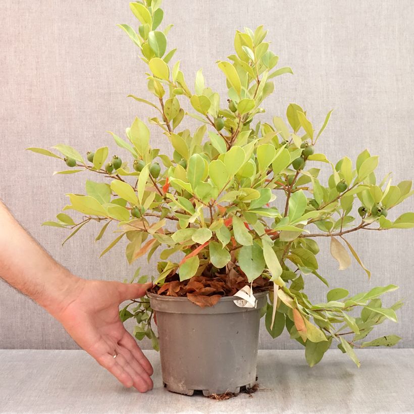 Spécimen de Psidium cattleianum - Goyavier de Chine Pot de 2L/3L tel que livré en été