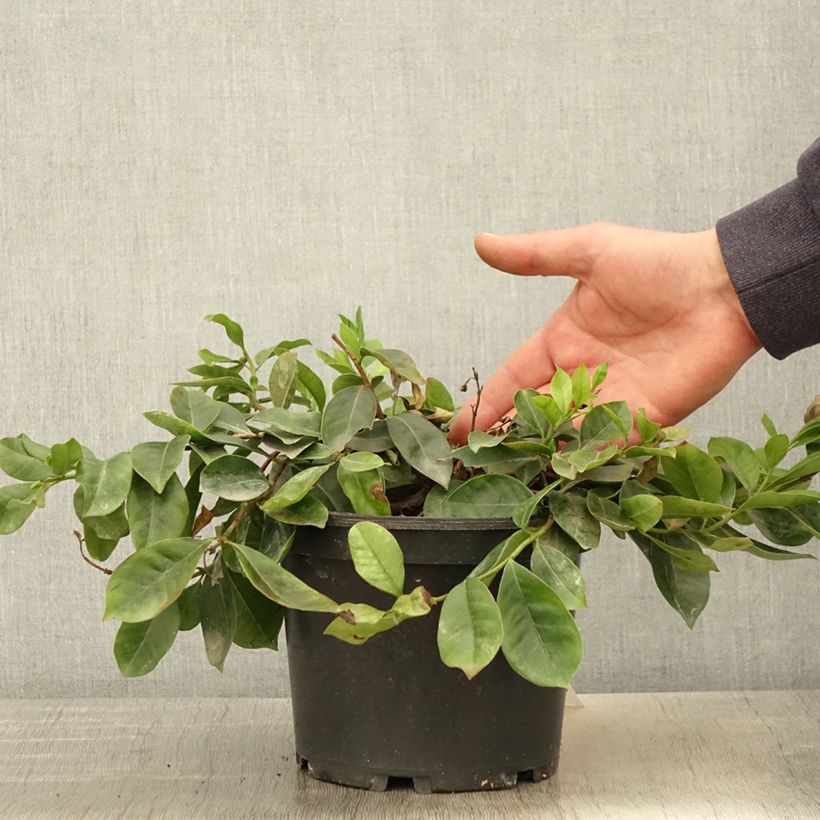 Example of Psidium cattleianum - Goyavier de Chine Pot de 2L/3L as you get in printemps