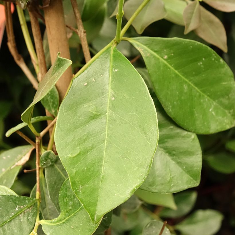 Psidium cattleianum - Goyavier de Chine (Foliage)