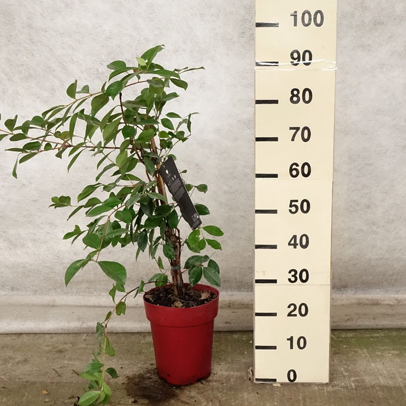 Spécimen de Psidium cattleyanum - Goyavier de Chine Pot de 6L/7L tel que livré en automne