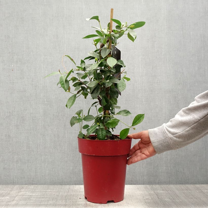 Example of Psidium cattleianum - Goyavier de Chine Pot de 6L/7L as you get in printemps