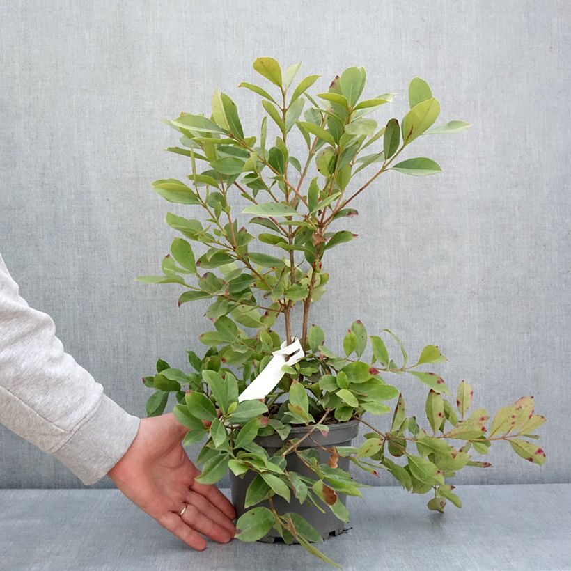 Example of Psidium cattleianum lucidum - Goyavier de Chine à fruits jaunes Pot de 3L/4L as you get in printemps