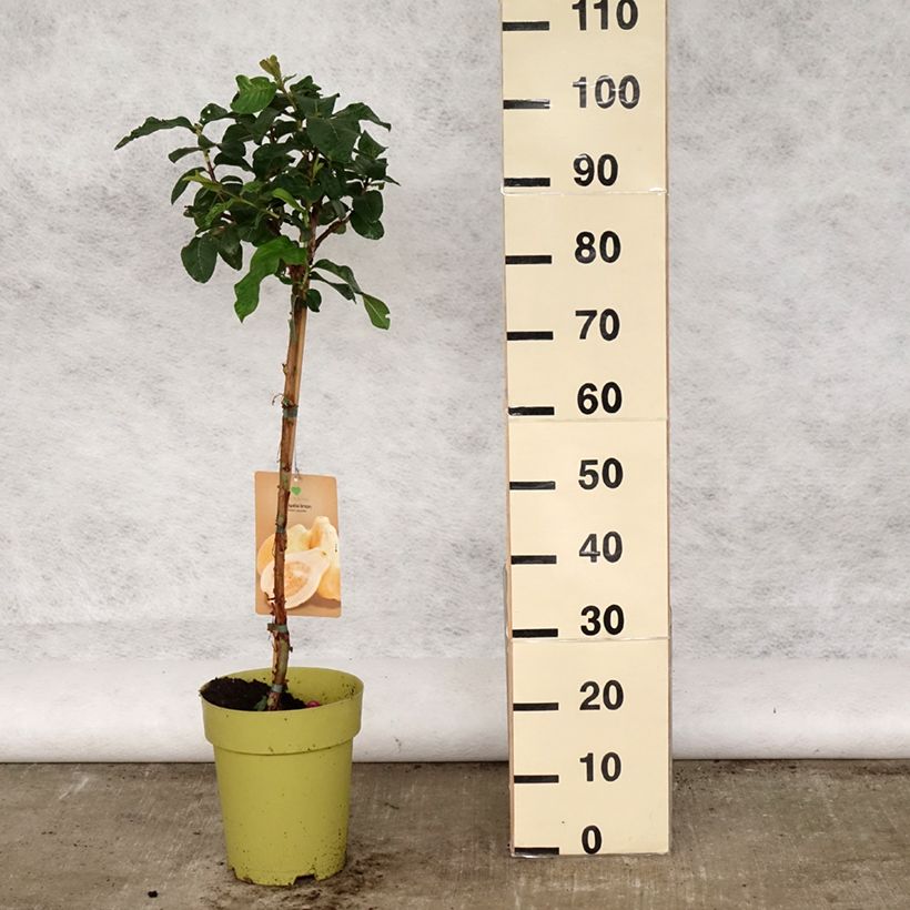 Example of Psidium guajava Limon - goyavier citron jaune Pot de 6L/7L as you get in printemps