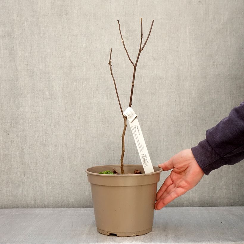 Spécimen de Ptelea trifoliata Aurea - Orme de Samarie doré Pot de 3L/4L tel que livré au printemps