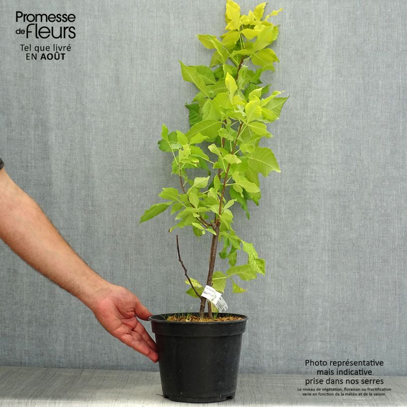 Spécimen de Ptelea trifoliata Aurea - Orme de Samarie doré Pot de 3L/4L tel que livré en été