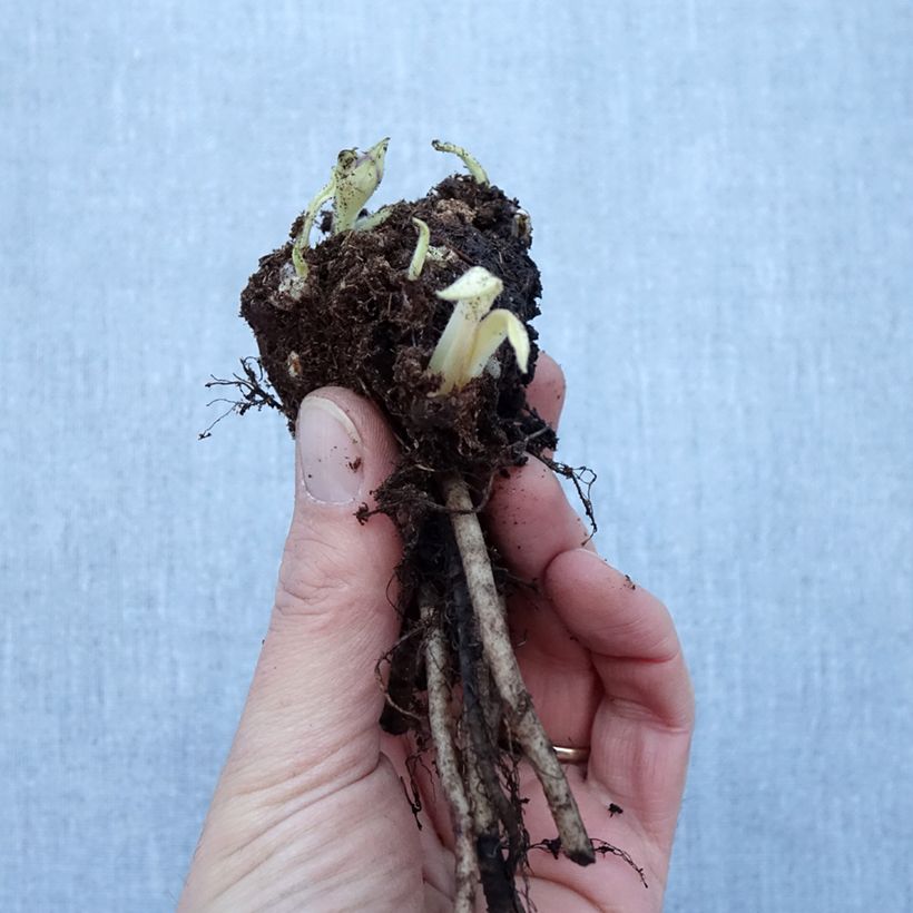 Example of Pulmonaire hybride - Pulmonaria Diane Clare Racines nues, Qualité Extra équivalant à un pot de 2L as you get in hiver