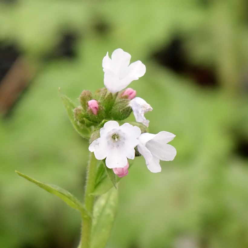Pulmonaire hybride - Pulmonaria Opal (Flowering)